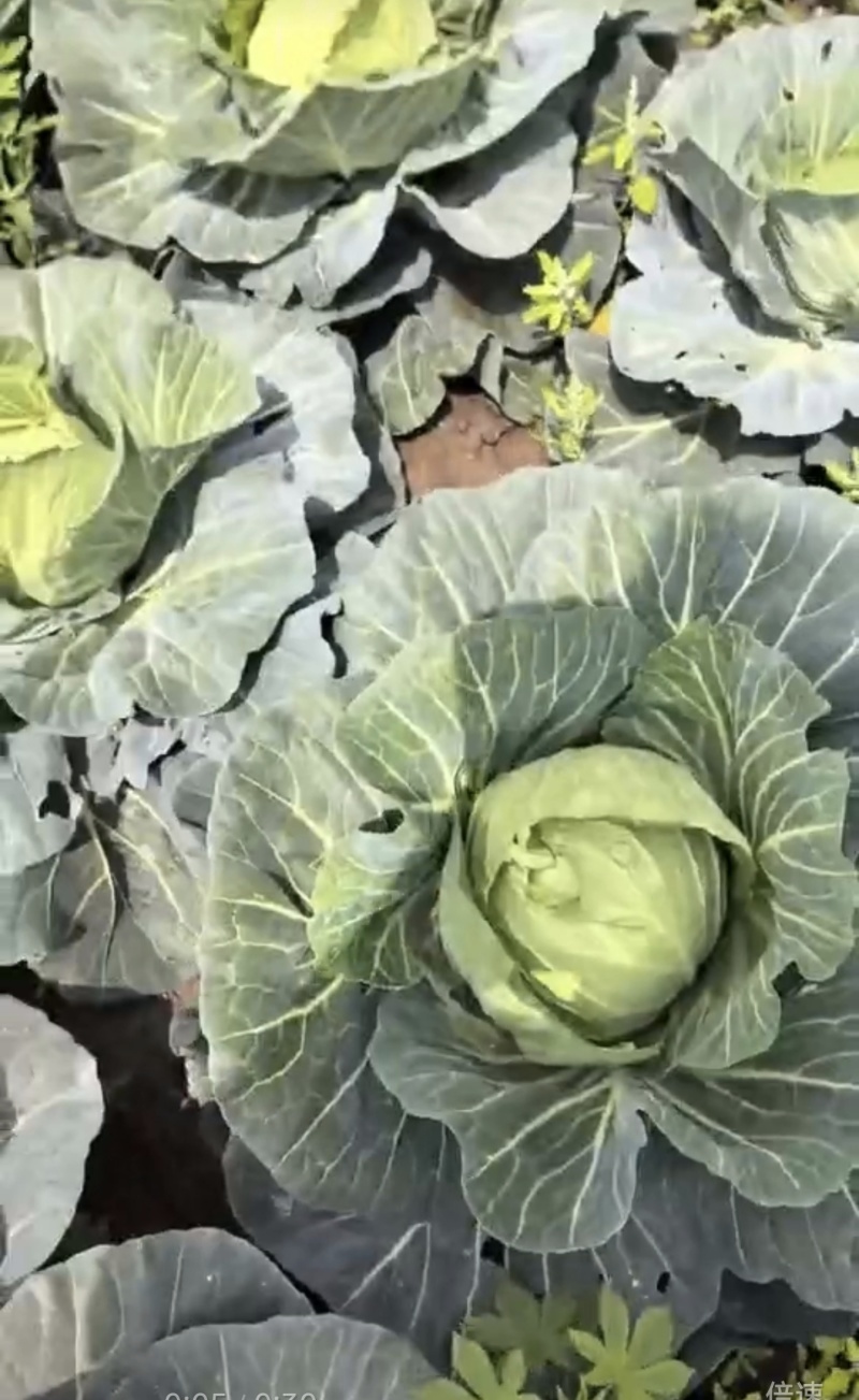 甘蓝圆包菜自家种植，100亩田圆包菜，价格可谈，欢迎电联