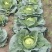 甘蓝圆包菜自家种植，100亩田圆包菜，价格可谈，欢迎电联