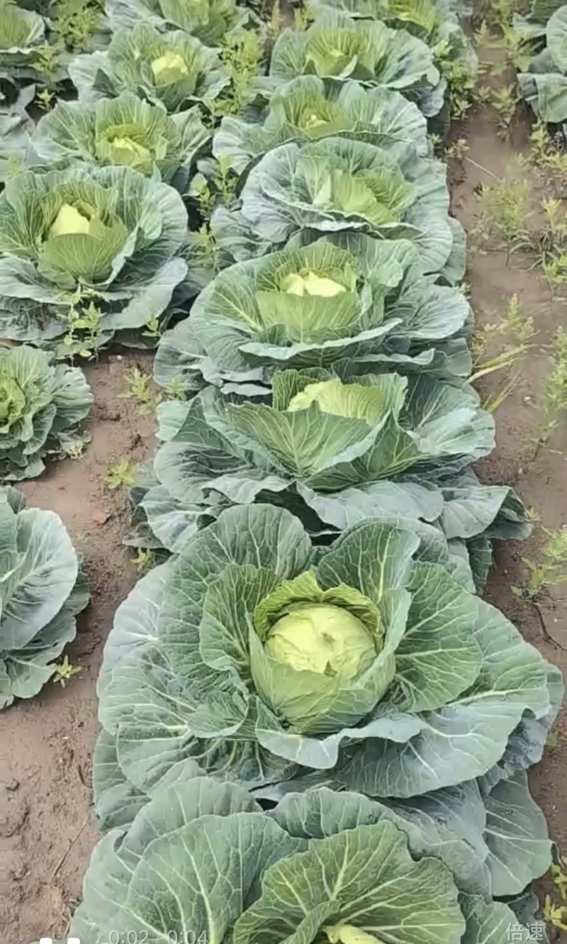 甘蓝圆包菜自家种植，100亩田圆包菜，价格可谈，欢迎电联