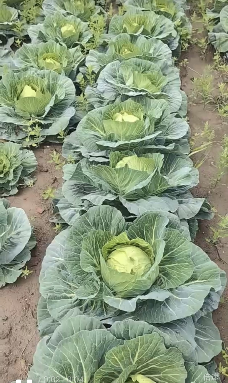 甘蓝圆包菜自家种植，100亩田圆包菜，价格可谈，欢迎电联