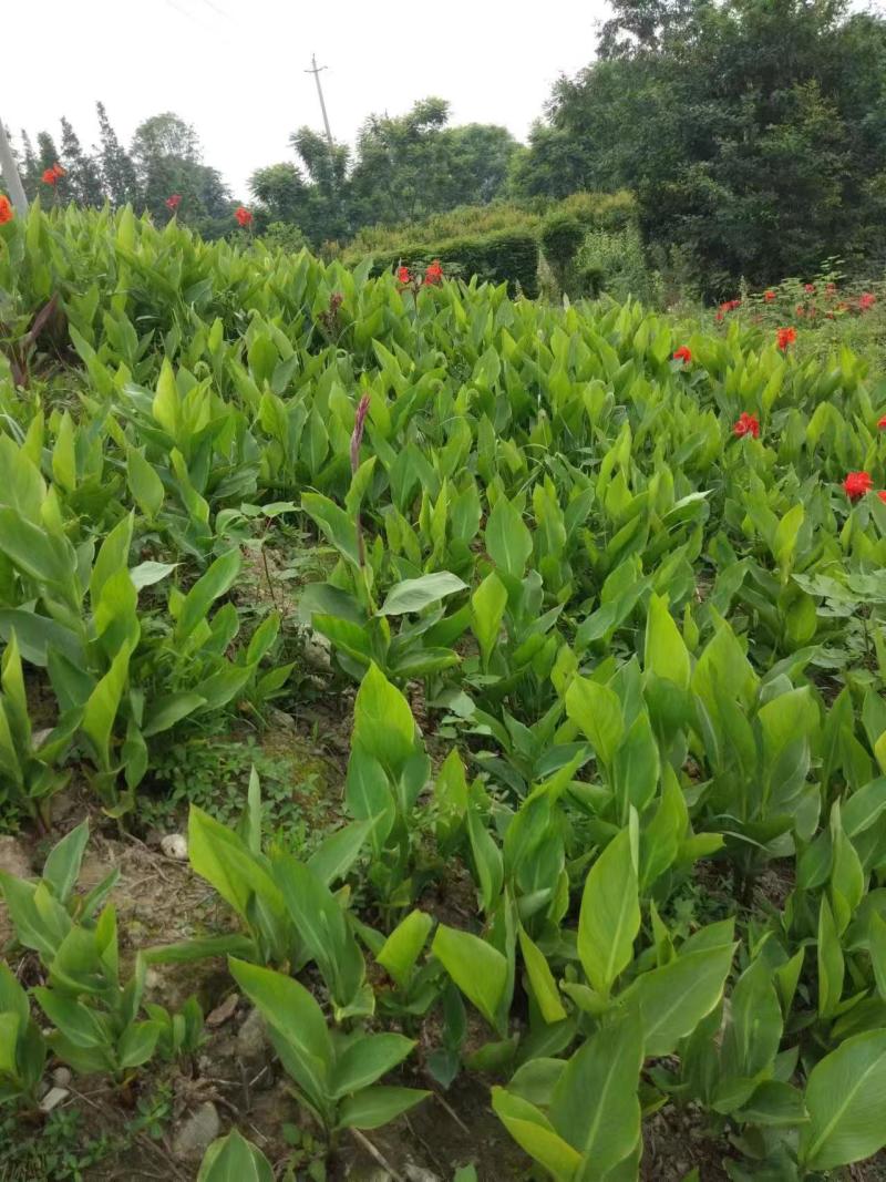 青叶美人蕉，花叶美人蕉，水生美人蕉，各种规格，基地直销