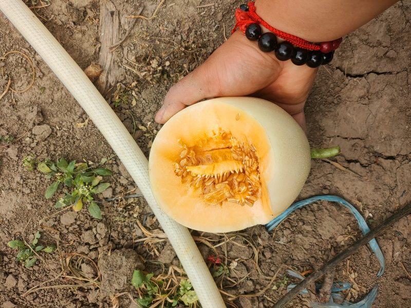 小白瓜白皮红肉，天鹅蛋甜瓜软糯香甜，龚垒代发货，电商货