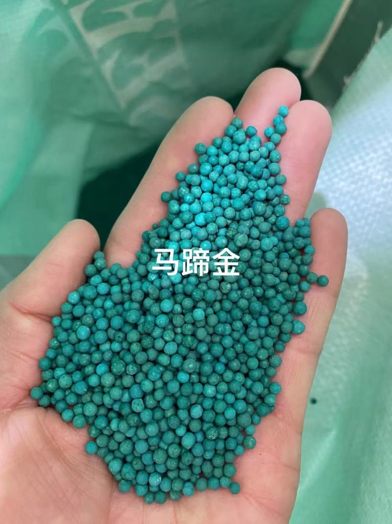 马蹄金种子厂家货源批发价格便宜欢迎下单咨询合作
