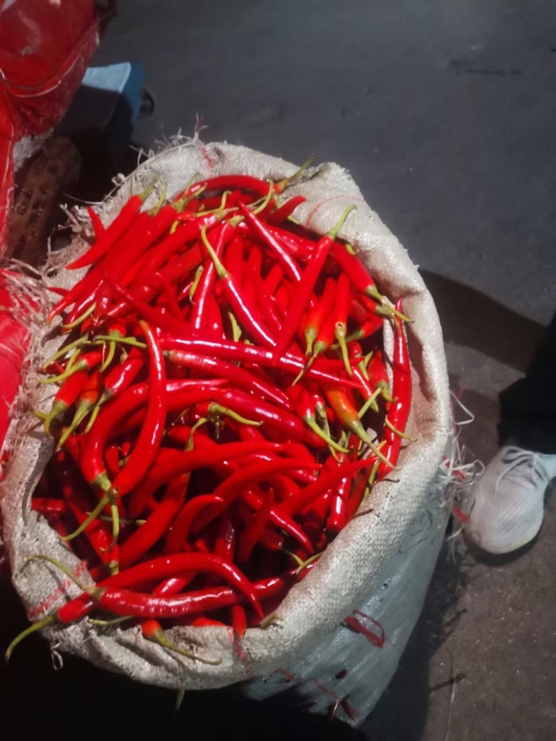美人椒大量上市品质保证诚信经营欢迎各位老板来电洽谈