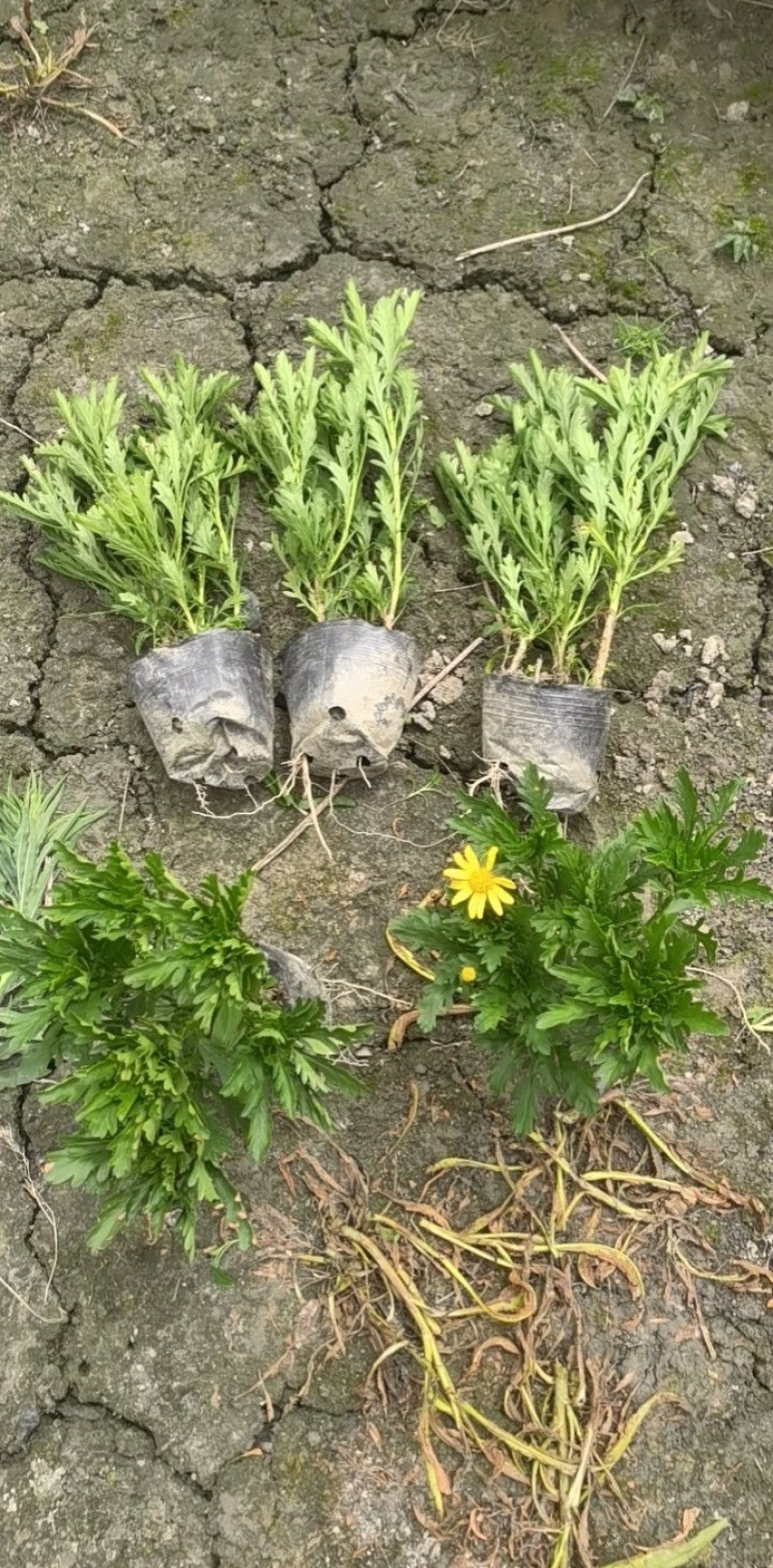 精品木春菊批发，各种规格，基地直销，大量出售
