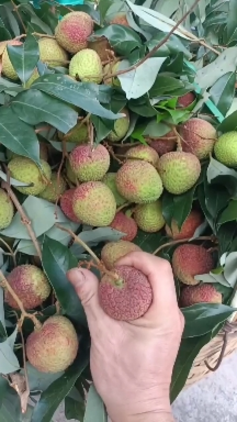 高州妃子笑白糖婴白蜡黑叶荔枝大量上市，欢迎各位老板来洽谈