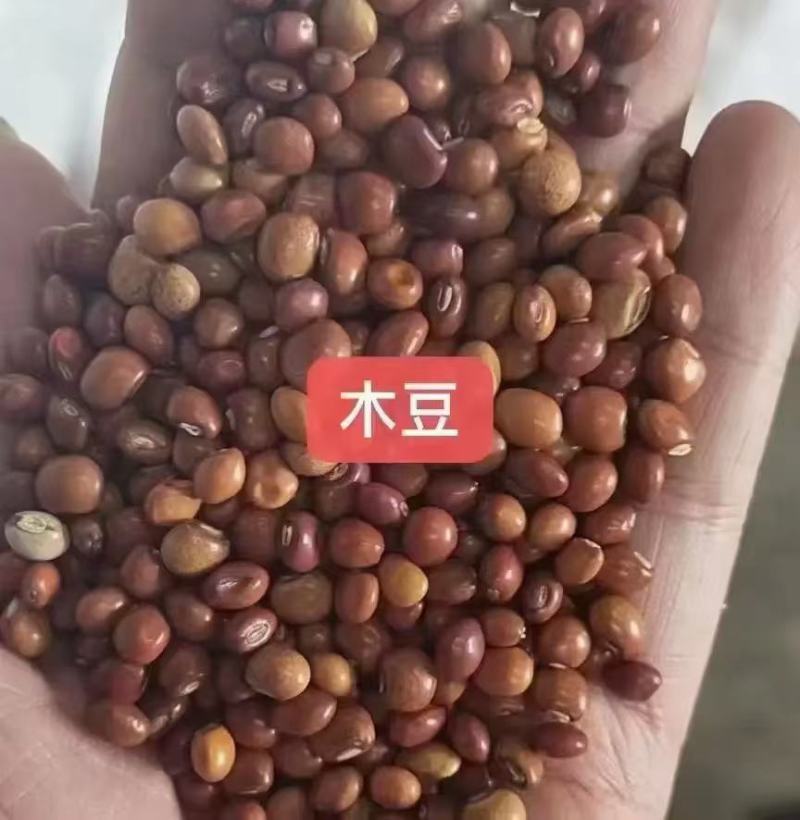 木豆种子厂家一手货源批发品质保证价格美丽欢迎下单咨询