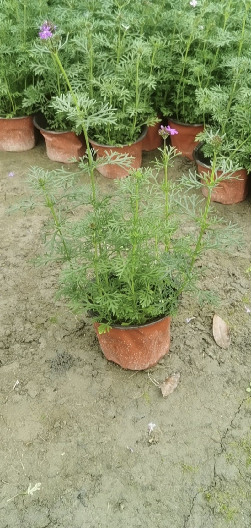 美女樱杯苗，高度20-30厘米，各种大小杯，基地常年直销