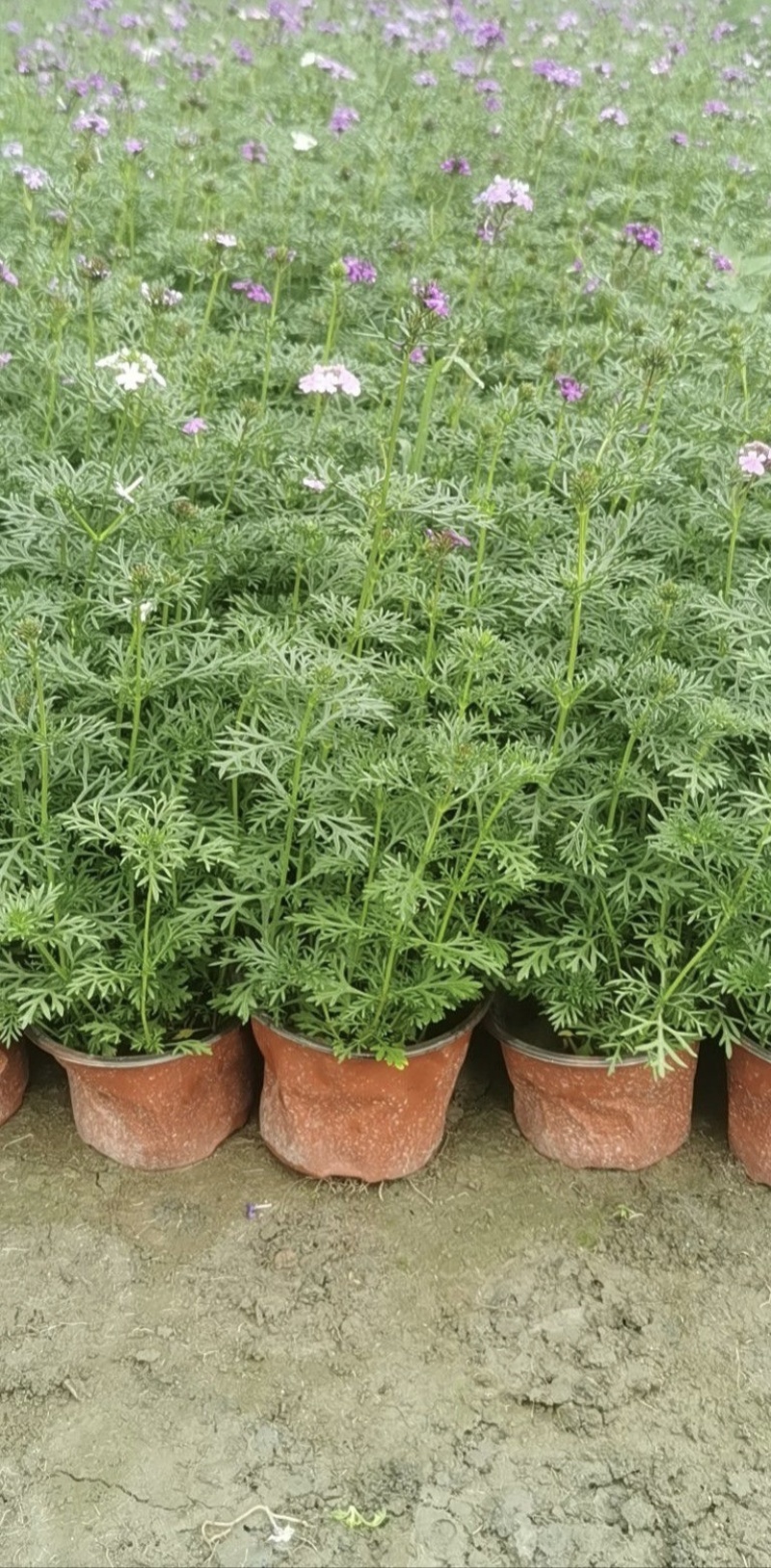 美女樱杯苗，高度20-30厘米，各种大小杯，基地常年直销