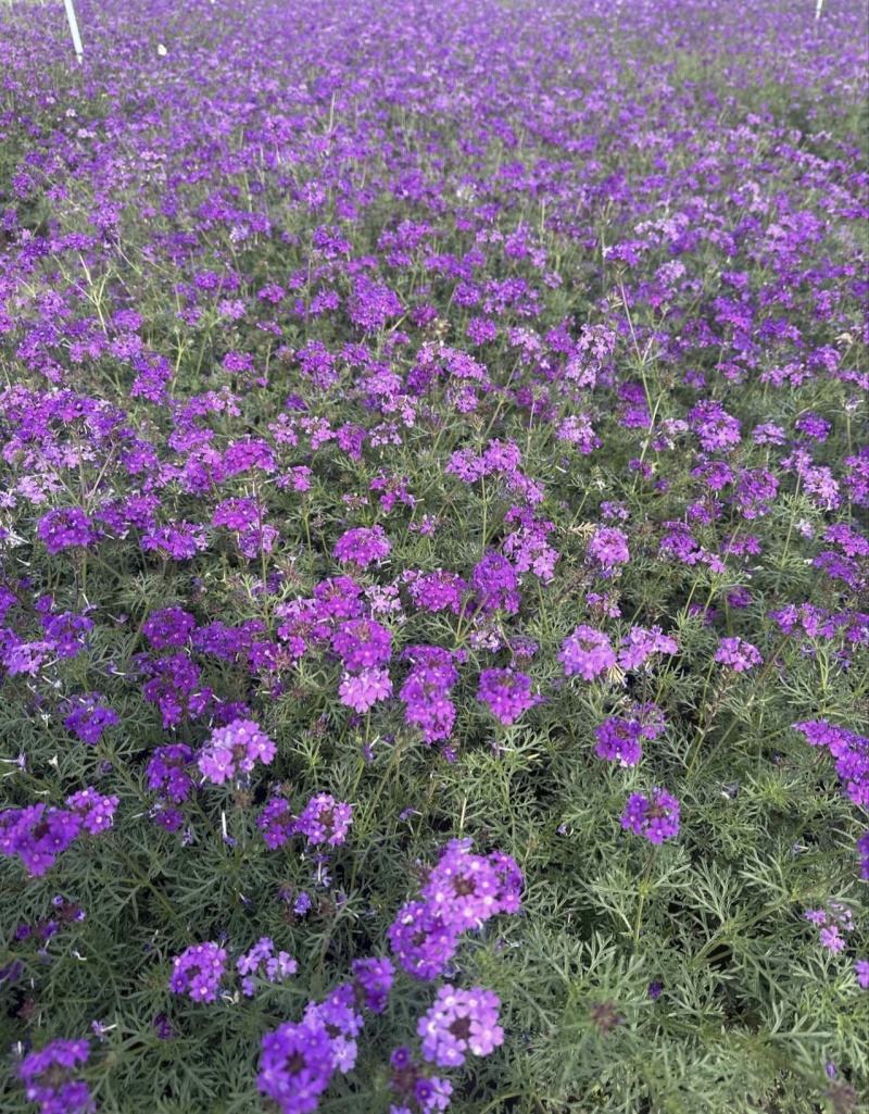 美女樱杯苗，高度20-30厘米，各种大小杯，基地常年直销
