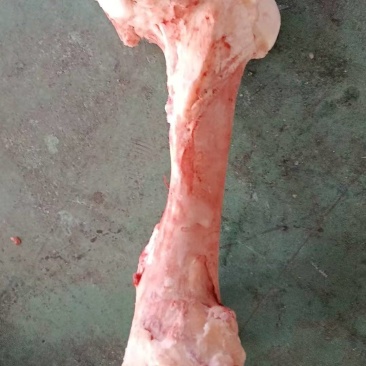 牛棒骨
