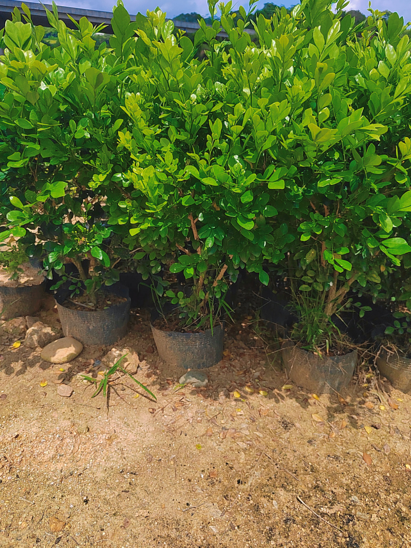 正宗九里香树苗四季盆栽开花浓香型花卉植物庭院室内阳台驱蚊