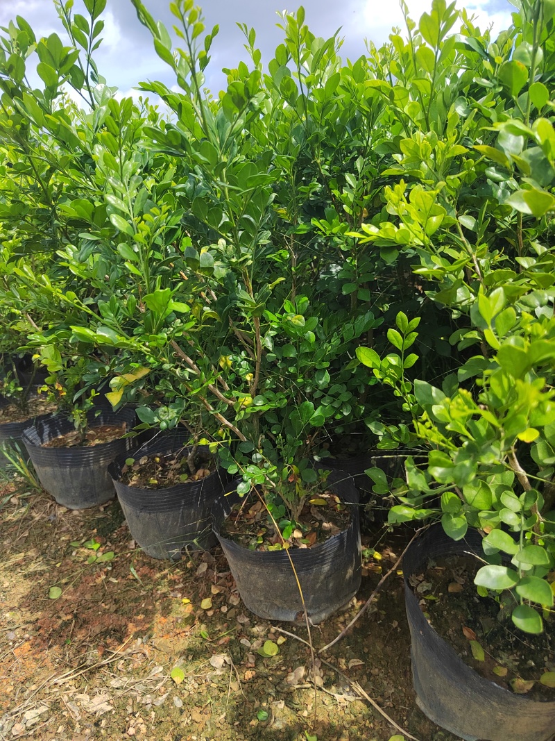 正宗九里香树苗四季盆栽开花浓香型花卉植物庭院室内阳台驱蚊