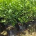 正宗九里香树苗四季盆栽开花浓香型花卉植物庭院室内阳台驱蚊
