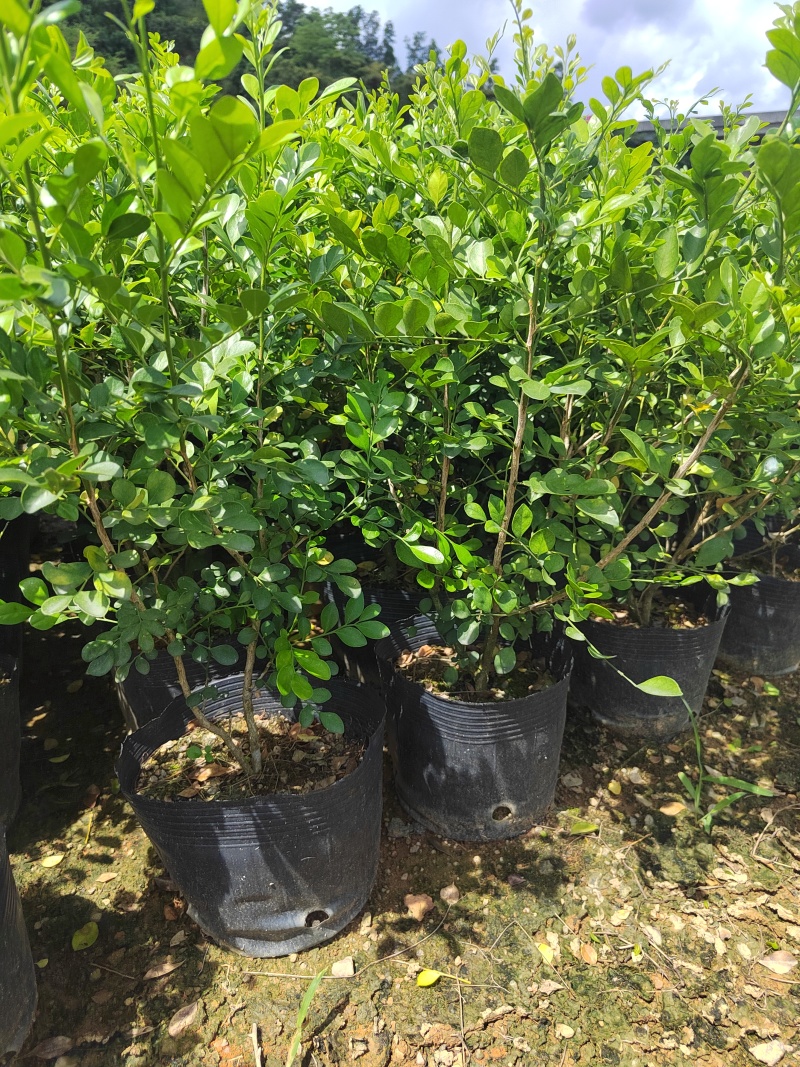 正宗九里香树苗四季盆栽开花浓香型花卉植物庭院室内阳台驱蚊