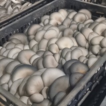 精品菇1000件