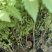 栾树台湾栾树绿化苗木囯庆花产地直供量大优惠