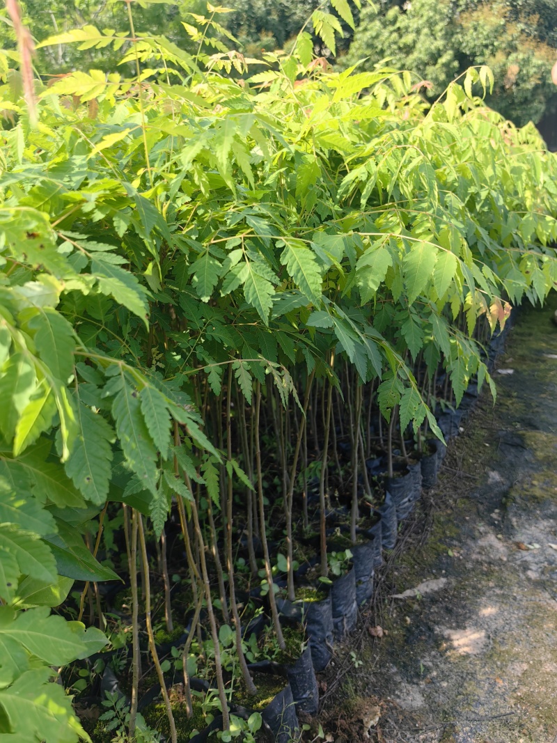 栾树台湾栾树绿化苗木囯庆花产地直供量大优惠