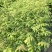 栾树台湾栾树绿化苗木囯庆花产地直供量大优惠