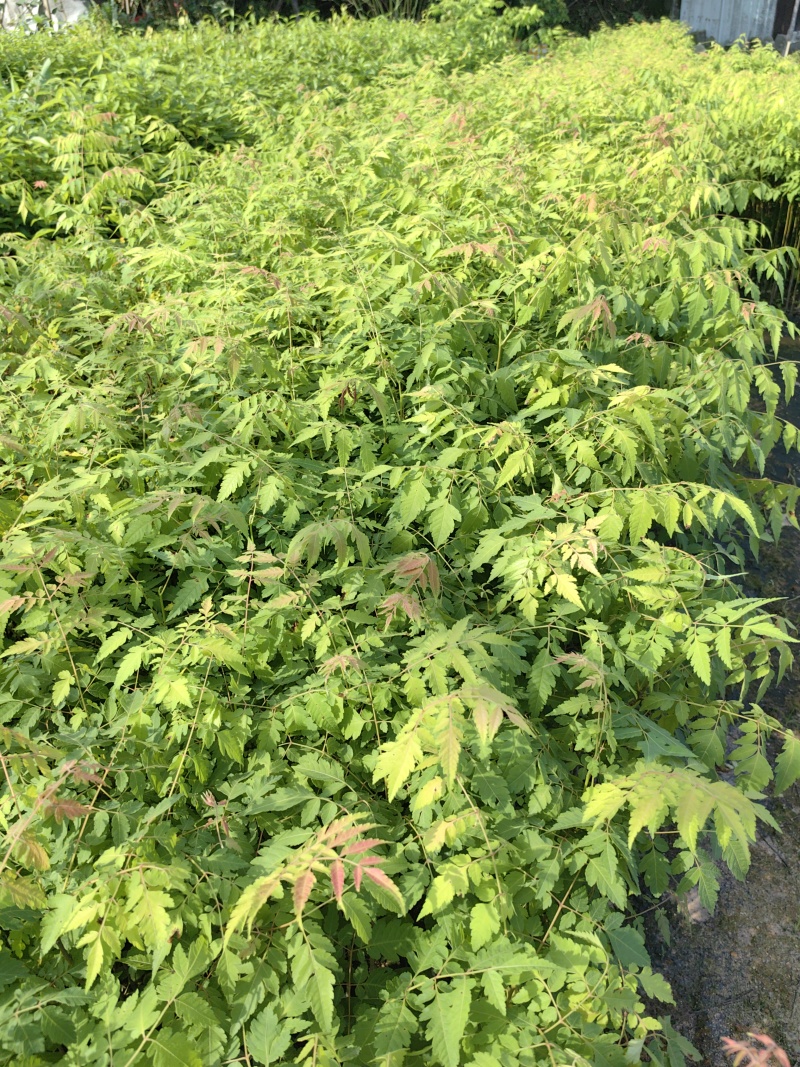 栾树台湾栾树绿化苗木囯庆花产地直供量大优惠