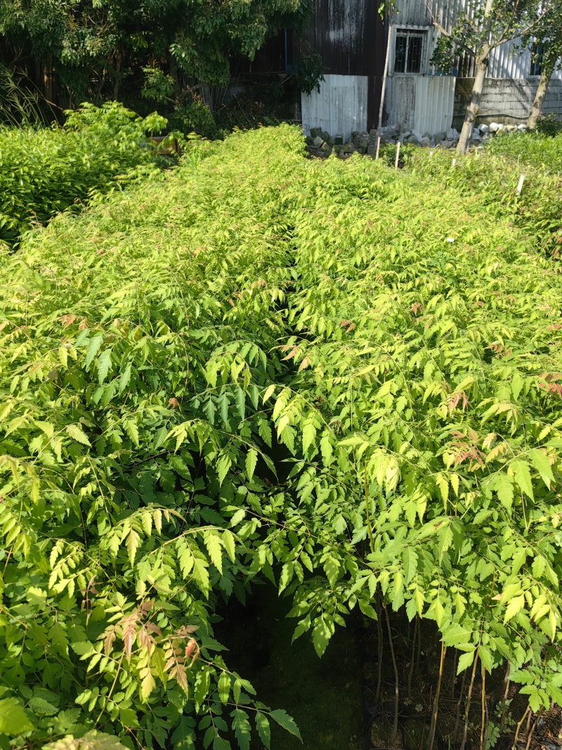 栾树台湾栾树绿化苗木囯庆花产地直供量大优惠