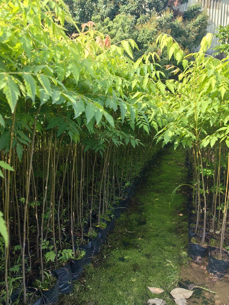 栾树台湾栾树绿化苗木囯庆花产地直供量大优惠