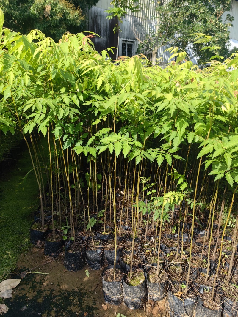 栾树台湾栾树绿化苗木囯庆花产地直供量大优惠