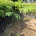 栾树台湾栾树绿化苗木囯庆花产地直供量大优惠