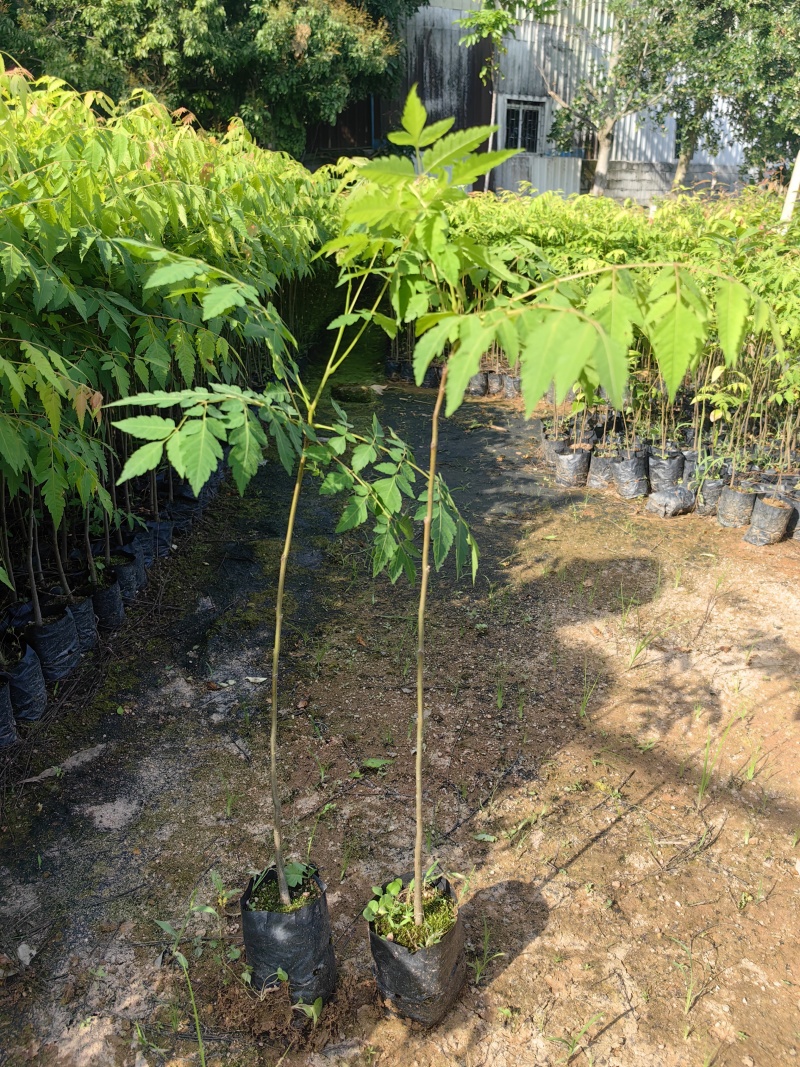 栾树台湾栾树绿化苗木囯庆花产地直供量大优惠