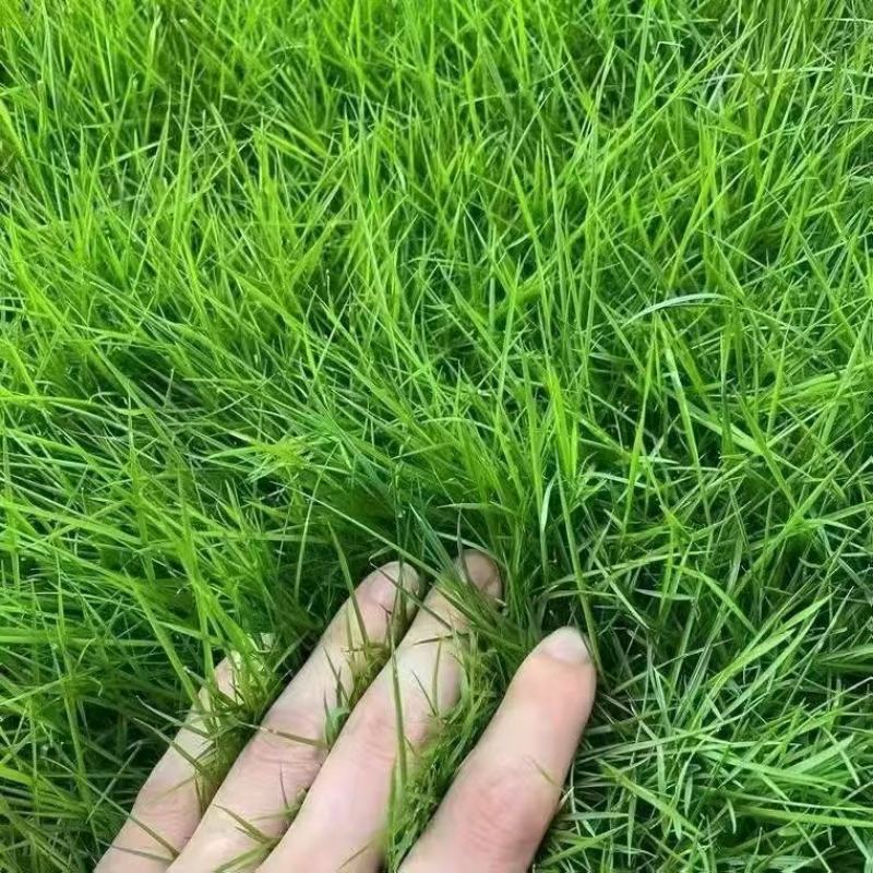 四季青草种子进口品质矮生翠绿柔软耐践踏全国发货