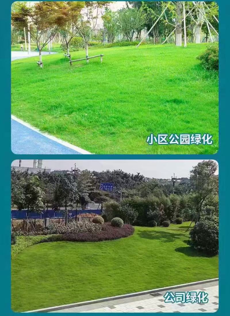 四季青草种子进口品质矮生翠绿柔软耐践踏全国发货