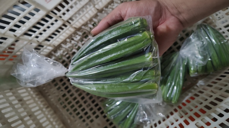 福建精品秋葵