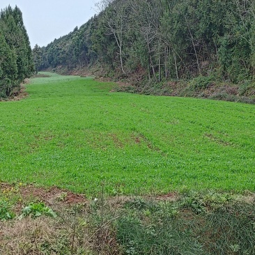 土地流转