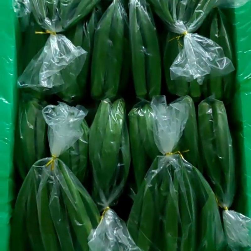 福建精品秋葵