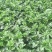 宁夏芹菜有机芹菜大棚种植基地直供可按需定制包装