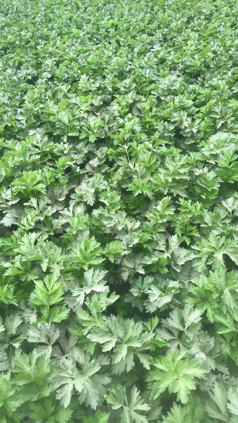 宁夏芹菜有机芹菜大棚种植基地直供可按需定制包装