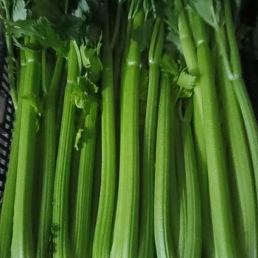 宁夏芹菜有机芹菜大棚种植基地直供可按需定制包装