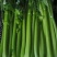 宁夏芹菜有机芹菜大棚种植基地直供可按需定制包装