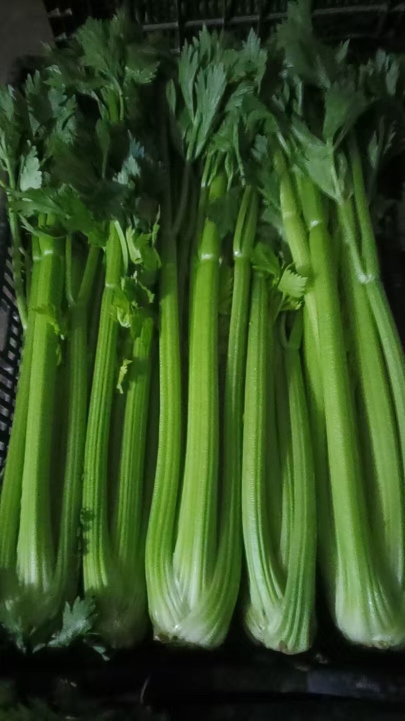 宁夏芹菜有机芹菜大棚种植基地直供可按需定制包装