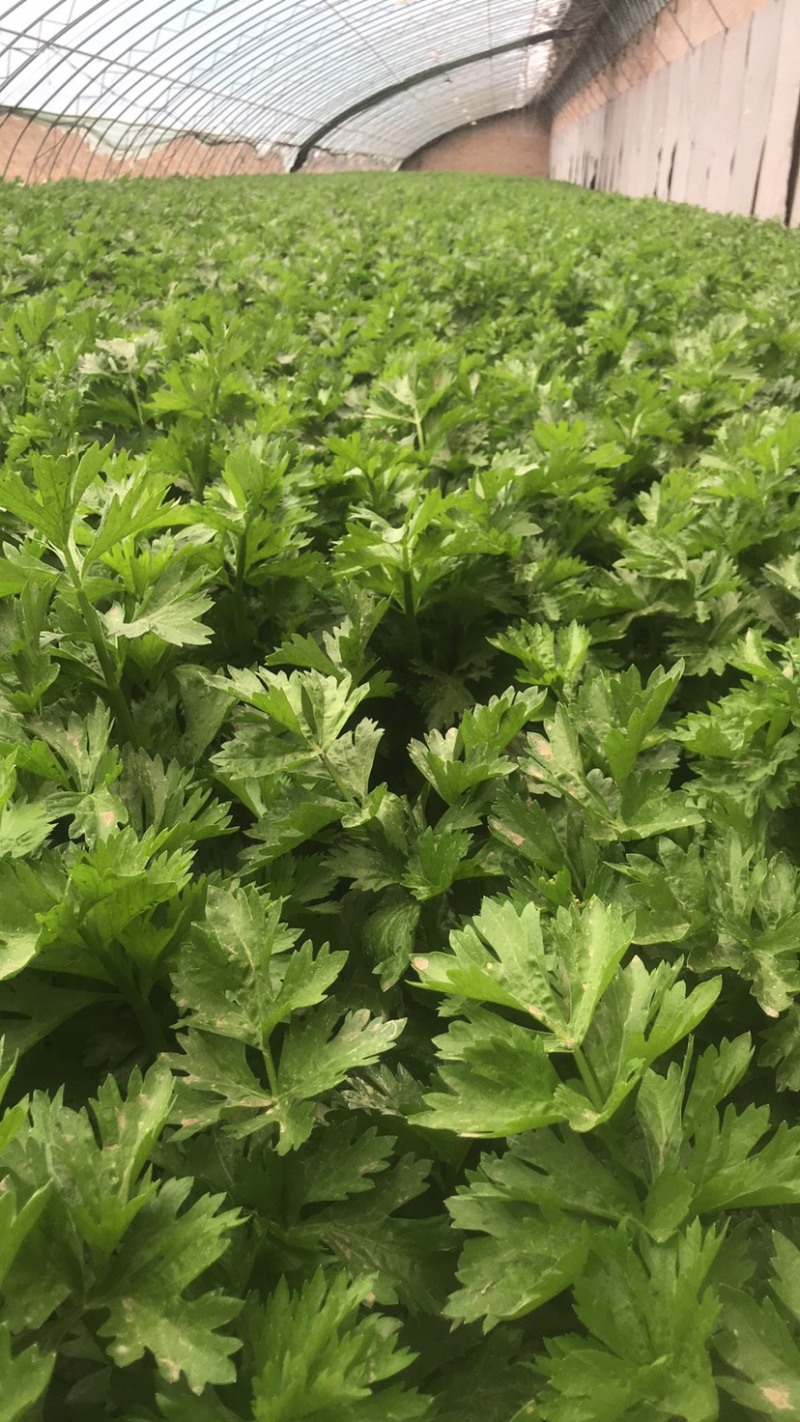 宁夏芹菜有机芹菜大棚种植基地直供可按需定制包装
