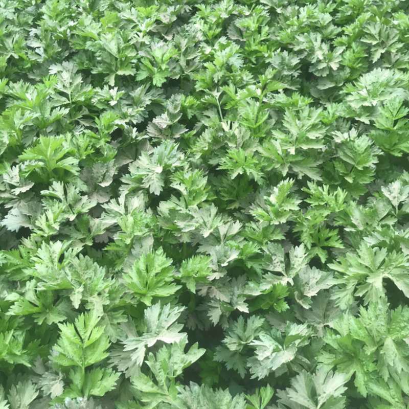 宁夏芹菜有机芹菜大棚种植基地直供可按需定制包装