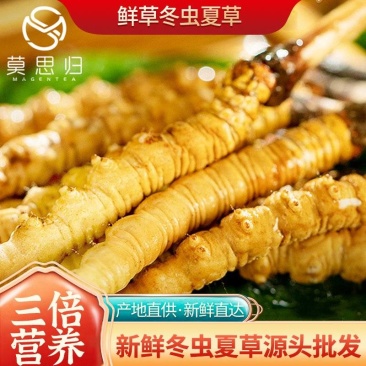 2026新鲜冬虫夏草鲜虫草源头厂家直销顺丰包邮支持代发