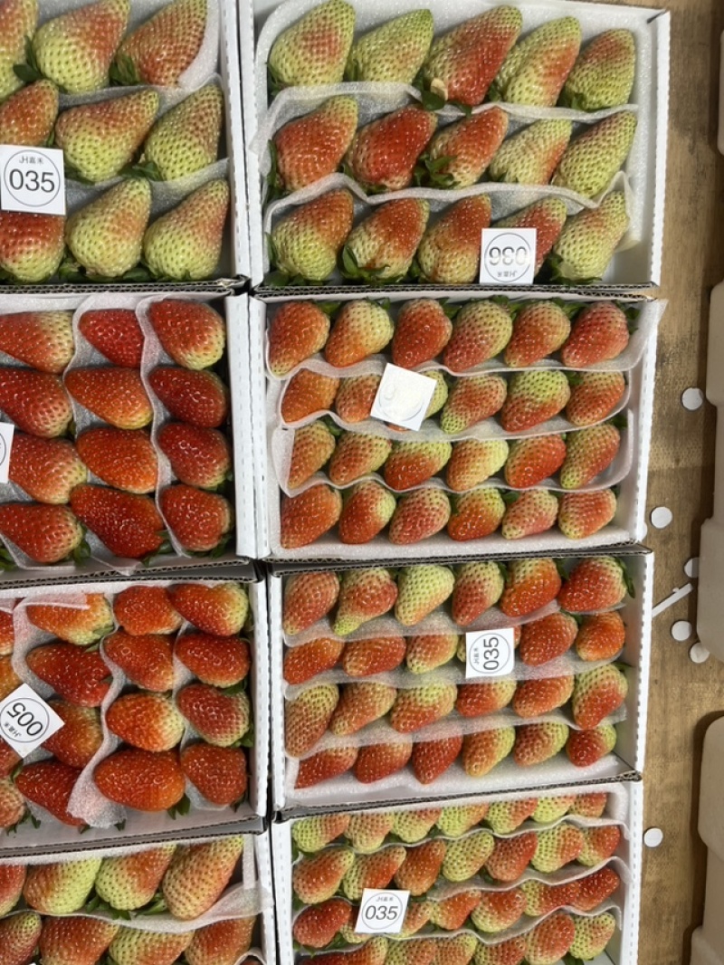 云南蒙特瑞草莓基地精品全国直发产量价格稳定