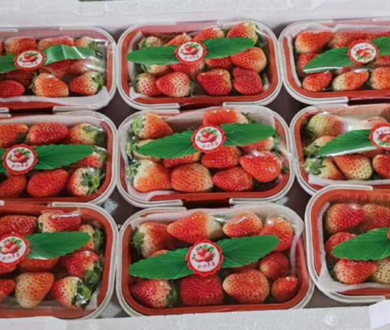 云南蒙特瑞草莓基地精品全国直发产量价格稳定