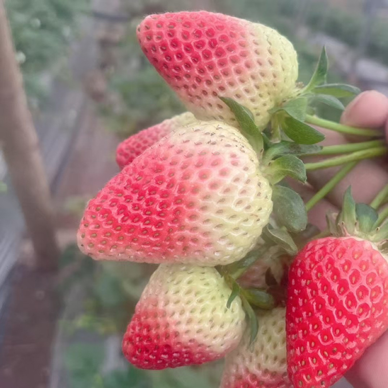 云南蒙特瑞草莓基地精品全国直发产量价格稳定