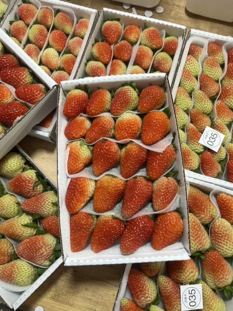 云南蒙特瑞草莓基地精品全国直发产量价格稳定