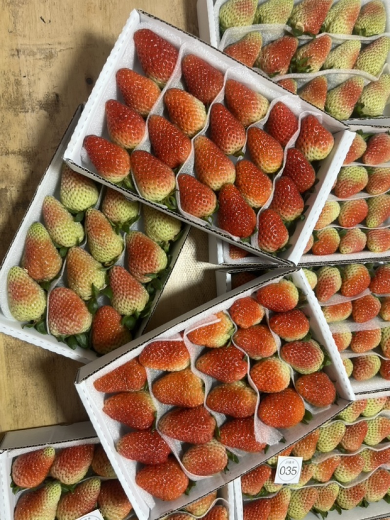 云南蒙特瑞草莓基地精品全国直发产量价格稳定