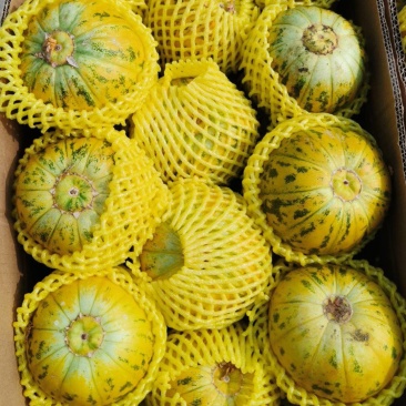 精品花蕾，绿宝产地量大供应货源充足，全国代发。