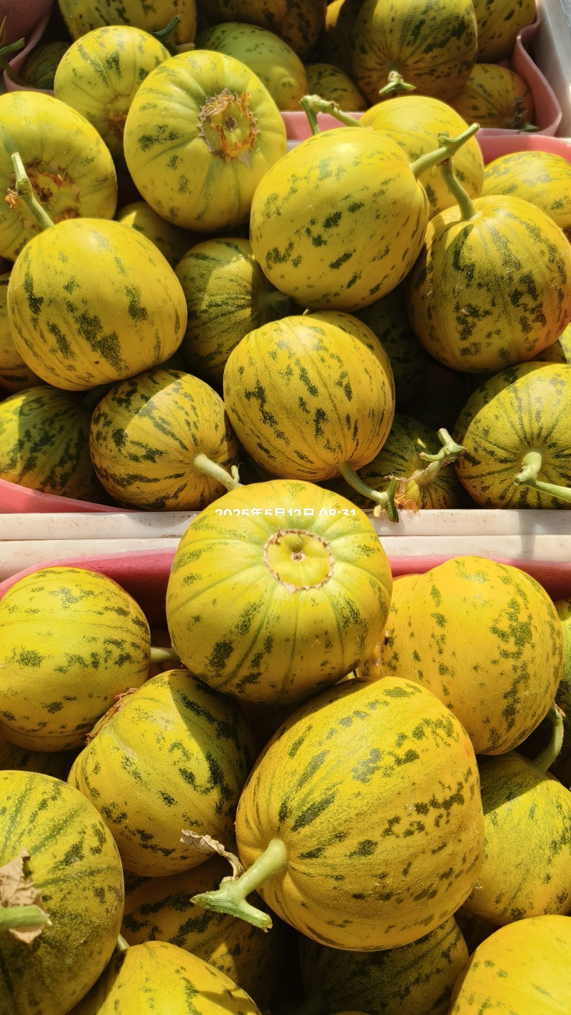 精品花蕾，绿宝产地量大供应货源充足，全国代发。
