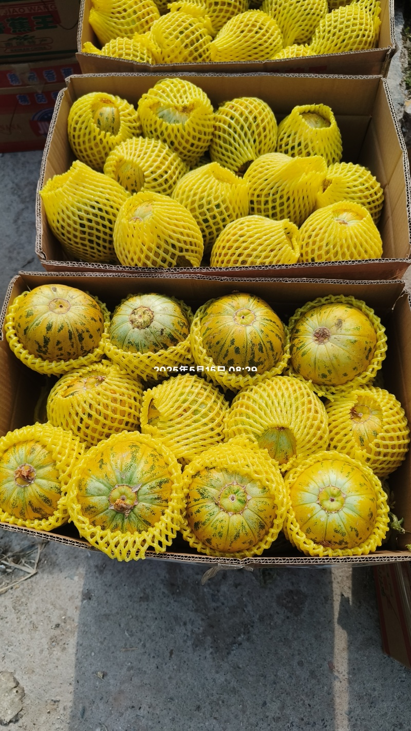 精品花蕾，绿宝产地量大供应货源充足，全国代发。